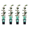 4x Efeu – Hedera algeriensis Gloire de Maren – ↕ 65 cm – Ø 15 cm