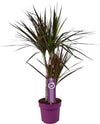 Drachenbaum - Dracaena Magenta - ↕ 70 cm - Ø 17 cm