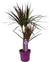 Drachenbaum - Dracaena Magenta - ↕ 70 cm - Ø 17 cm