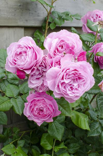 Rose - Rosa Crazy in Love Pink – ↕ 65 cm – Ø 15 cm