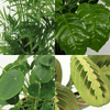 4x Tierfreundliche Zimmerpflanzen – ↕ 20–40 cm – Ø 12 cm