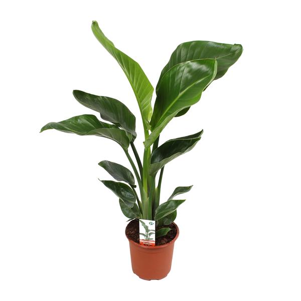 Baumstrelitzie – Strelitzia nicolai