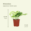 4x Efeutute – Epipremnum Marble Queen – ↕ 15 cm – Ø 12 cm