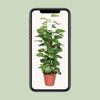 Efeutute - Epipremnum Pinnatum am Moosstab (Scindapsus) - ↕ 80 cm - Ø 19 cm