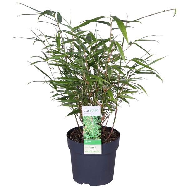 Schirmbambus – Fargesia rufa