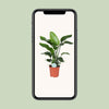 Strelitzia Nicolai - ↕ 80 cm - Ø 21 cm