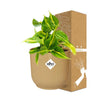 Philodendron Scandens Brasil - ↕ ca. 20 cm - Ø 14 cm | ELHO Vibes Fold Übertopf gelb