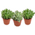 3x Dickblatt – Crassula gemischt – ↕ 20 cm – Ø 12 cm