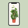 Efeutute - Epipremnum Pinnatum am Moosstab (Scindapsus) - ↕ 60 cm - Ø 15 cm