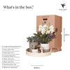 Nachtfalterorchidee - Phalaenopsis - ↕ ca. 40 cm - Ø 9 cm | 3er-Set Slow Living inkl. Keramik-Zierpflanztöpfen