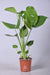 Fensterblatt - Monstera Deliciosa - ↕ 55 cm - Ø 14 cm