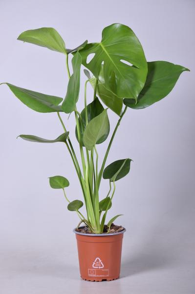 Fensterblatt - Monstera Deliciosa - ↕ 55 cm - Ø 14 cm