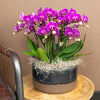 Nachtfalterorchidee lila – Phalaenopsis Orchidee – Morelia – ↕ ca. 35–45 cm – Ø 9 cm