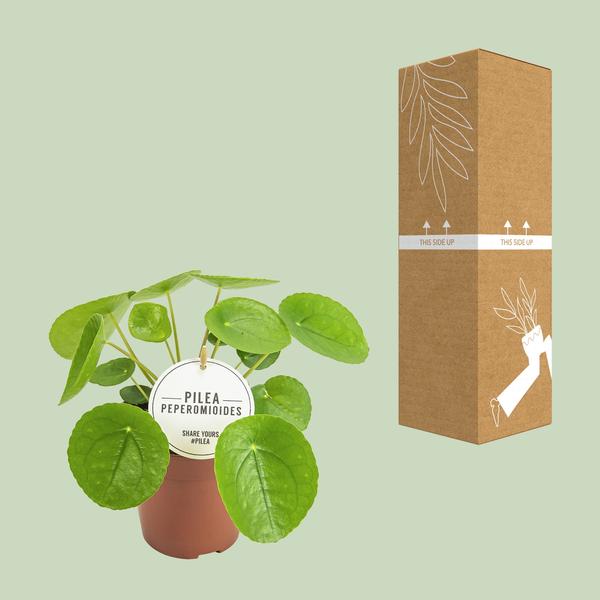 Chinesischer Geldbaum - Pilea Peperomioides - ↕ 20 cm - Ø 13 cm