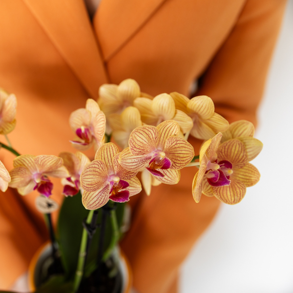 Nachtfalterorchidee - Phalaenopsis Orange - ↕ 40 cm - Ø 9 cm | Painted Stripe-Topf Orange