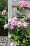 Rose - Rosa Crazy in Love Pink – ↕ 65 cm – Ø 15 cm