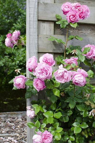 Rose - Rosa Crazy in Love Pink – ↕ 65 cm – Ø 15 cm