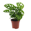 Fensterblatt - Monstera Monkey Leaf (Lochpflanze) - ↕ 30 cm - Ø 12 cm