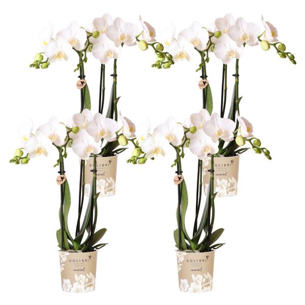 Schmetterlingsorchidee – Phalaenopsis amabilis