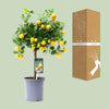 Zwergorangenbaum – Citrus calamondin – ↕ 45 cm – Ø 15 cm