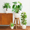 4x Pflegeleichte Zimmerpflanzen - Grünlilie, Glückskastanie, Efeutute & Monstera - ↕ 25–80 cm - Ø 12–21 cm | Viber-Übertopf Weiß