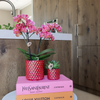 Nachtfalterorchidee - Rote Phalaenopsis-Orchidee Congo - ↕ 40 cm - Ø 9 cm | Red Pearl-Topf