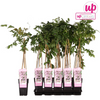 Wisteria floribunda 'Rosea' - Rosa Regen - Ø15cm - ↕65cm