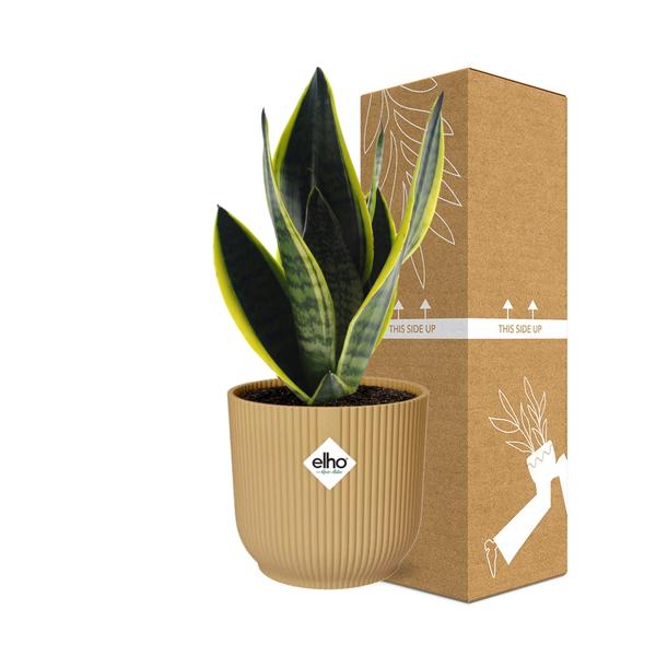 Bogenhanf - Sansevieria Futura Superba - ↕ 25–30 cm - Ø 14 cm | ELHO Vibes Fold Übertopf gelb
