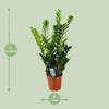 Glücksfeder - Zamioculcas - ↕ 100 cm - Ø 21 cm
