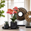 Nachtfalterorchidee - Phalaenopsis - ↕ ca. 35 cm - Ø 9 cm | 2er-Set Home Hub Small auf schwarzem Tablett