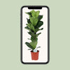 Geigen-Feige - Ficus Lyrata - ↕ 90 cm - Ø 21 cm
