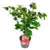 Kamelie – Camellia japonica Black Lace – ↕ 65 cm – Ø 19 cm