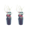 2x Rosa Blaubeere – Vaccinium Pink Marmelade – ↕ 30 cm – Ø 12 cm