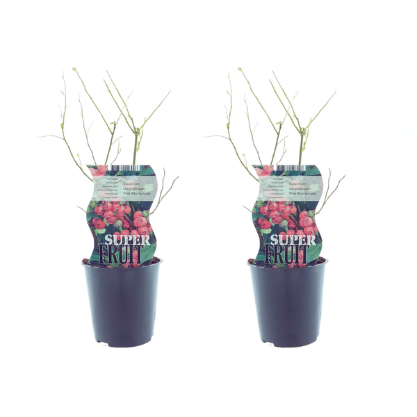 2x Rosa Blaubeere – Vaccinium Pink Marmelade – ↕ 30 cm – Ø 12 cm