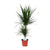 Drachenbaum - Dracaena Marginata - ↕ 75 cm - Ø 17 cm