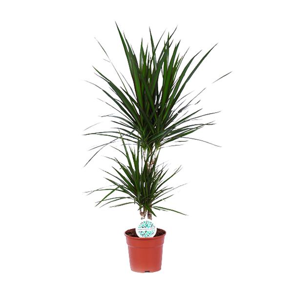 Drachenbaum - Dracaena Marginata - ↕ 75 cm - Ø 17 cm