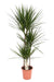 Drachenbaum - Dracaena Marginata - ↕ 120 cm - Ø 21 cm