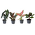 4x Babypflanzen-Überraschungsbox - Ø 6 cm - ↕ ca. 10 cm