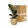 Gummibaum - Ficus Elastica Robusta - ↕ 59 cm - Ø 14 cm | ELHO Vibes Fold Übertopf gelb