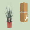 Bogenhanf - Sansevieria Fernwood Mikado - ↕ 80 cm - Ø 19 cm