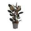 Gummibaum - Ficus Elastica Abidjan - ↕ 110 cm - Ø 27 cm