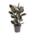 Gummibaum - Ficus Elastica Abidjan - ↕ 110 cm - Ø 27 cm