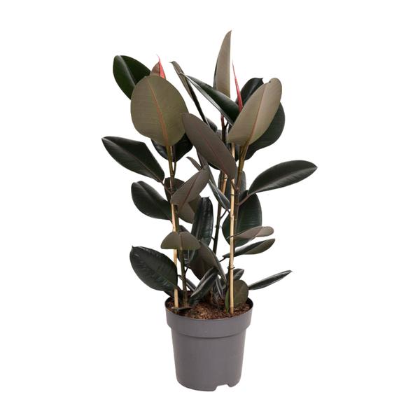 Gummibaum - Ficus Elastica Abidjan - ↕ 110 cm - Ø 27 cm