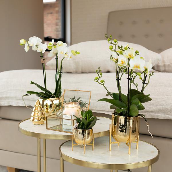 Kolibri Home | Ornament - Dekoration Bild Weihnachtsbaum - Gold