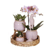 Pflanzenset Romantik – Rosa Phalaenopsis & Grünpflanzen – inkl. Keramik-Ziertöpfe & Zubehör
