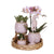 Pflanzenset Romantik – Rosa Phalaenopsis & Grünpflanzen – inkl. Keramik-Ziertöpfe & Zubehör