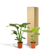 Strelitzia Nicolai - ↕ 85 cm - Ø 19 cm + Alocasia Macrorrhiza - ↕ 70 cm - Ø 19 cm