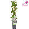 Schlingknöterich – Fallopia baldschuanica – ↕ 65 cm – Ø 15 cm