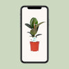 Gummibaum - Ficus Elastica Robusta - ↕ 55 cm - Ø 17 cm