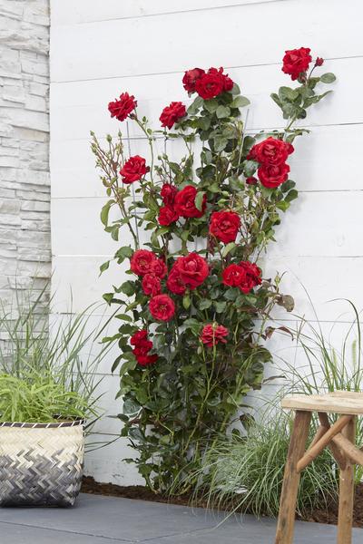 Rose - Rosa Crazy in Love Red – ↕ 65 cm – Ø 15 cm